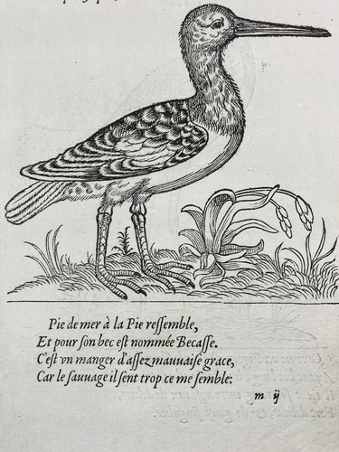Huîtrier pie calidris 1557 - pie,