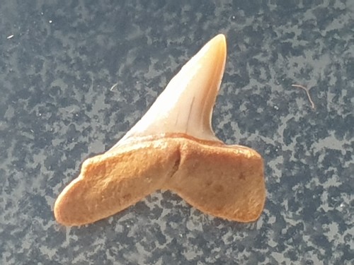 Shark tooth isurus - shark,
