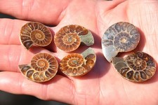3 lot ammonites Desmoceras