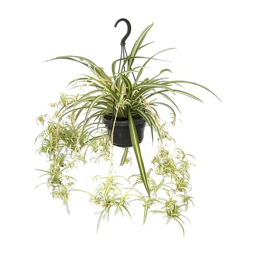 Plante suspendue lis - , vert