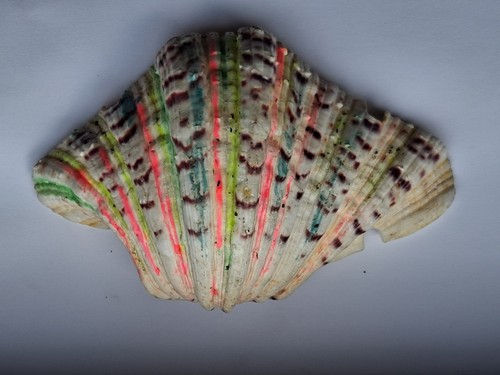 Gros coquillage bénitier - coquillage,