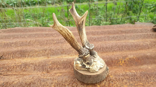Trophée bois chevreuil chasse - chevreuil,