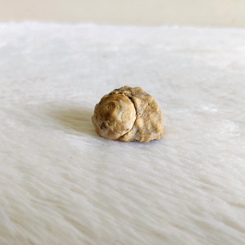 Coquillage naturel vintage - naturel,