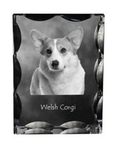 Pembroke Welsh Corgi - Cristal
