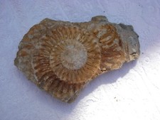 fossile d'ammonite coquillage