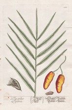 Dactyle Palmier Phoenix