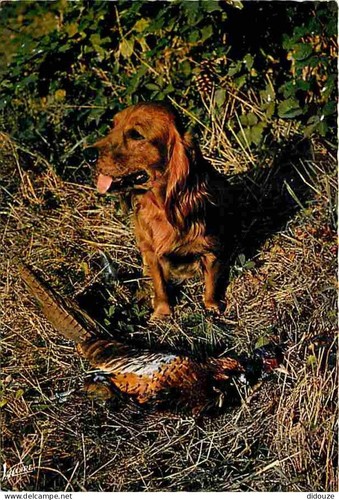 Carte postale animaux - -,