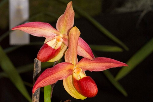 Phragmipedium bouley bay - phragmipedium,