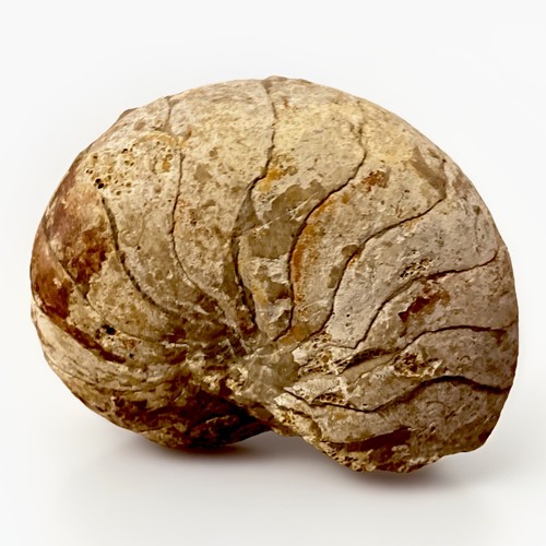 Nautile ammonite origine - nautile,