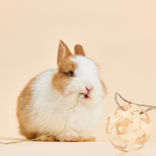 Cage lapin suspendu - cage,