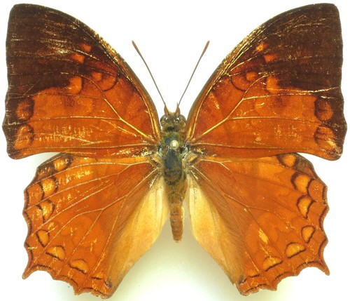 Entomologie papillon - entomologie,
