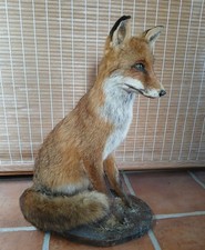 Joli renard empaillé - en position assise - sur socle bois