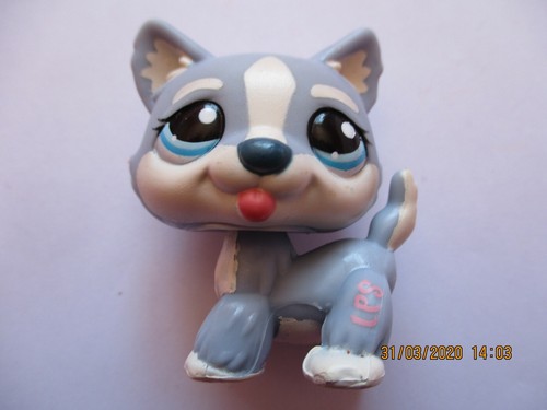 Petshop chien husky - husky, n°1684