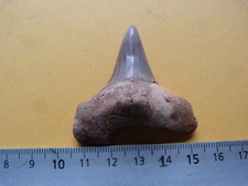 DENT DE REQUIN FOSSILE ÉOCÈNE DU MAROC