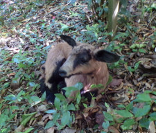 NEW agneau lamb Lamm chevreau bébé  naturalisé taxidermie  curiosité  n° A 7