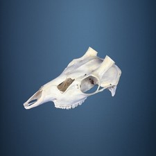 532SKU Crane de cerf sika, bois de cerf, massacre, trophée, Diametre 28mm 