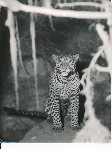 Taxidermie 1950 photo - c.,