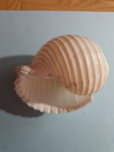 Coquillage blanc pour - , aquarium