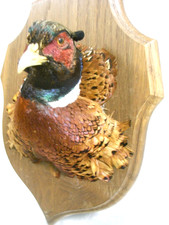 🇫🇷 TÊTE DE FAISAN