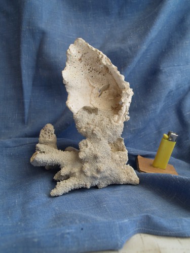 Rare corail sur - rare, benitier
