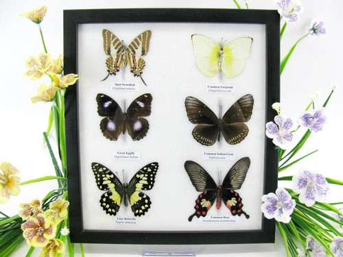 Papillons exotiques réel - 6,