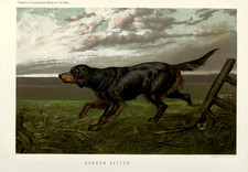 Affiche Gordon Setter Dog -