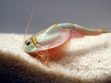 Triops Longicaudatus Tadpole