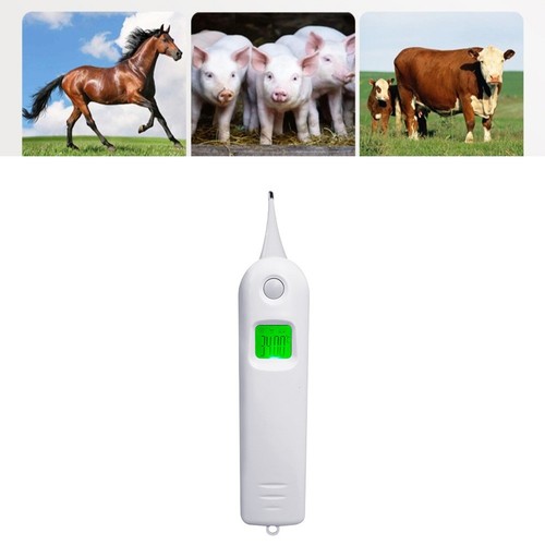 Thermomètre vétérinaire - thermomètre,