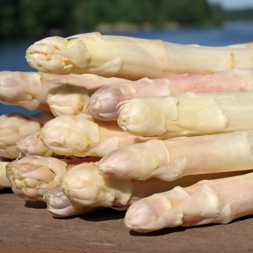 Lot graines asperges - lot,