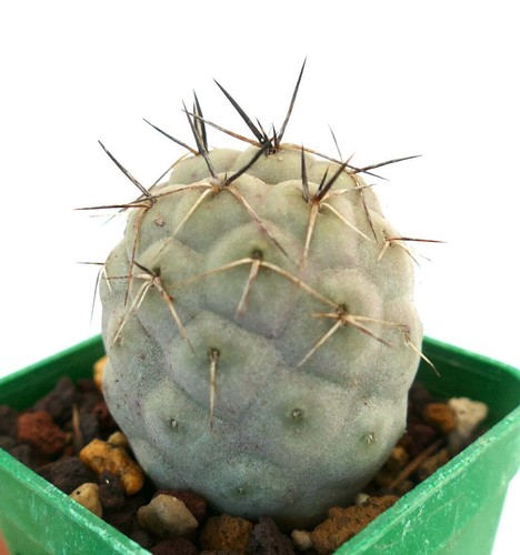 Tephrocactus geometricus black - tephrocactus,