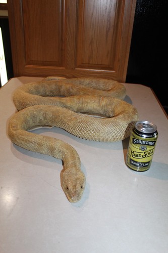 New real albino burmese - real, python