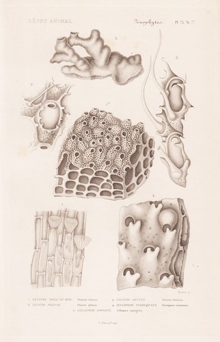 Flustra telacca coraux gravure - flustra,