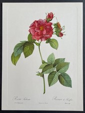 Botanique Rosier de Francfort