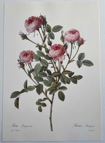 Botanique rosier pompon - rosier, pompon rosa