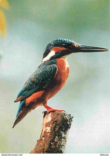 Carte postale animaux - carte,