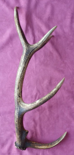 Superbe bois mue cerf - 68, cm