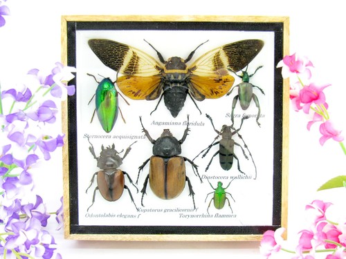 Insectes exotiques réel - insectes, 3d