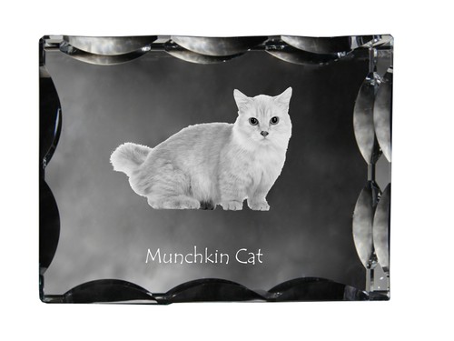 Chat munchkin cadre - chat,