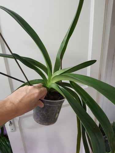 Paphiopedilum intaniae x - ,
