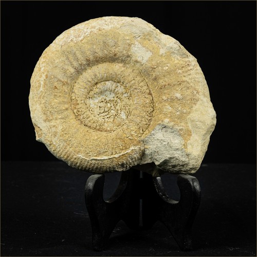 Fossile hemolite - fossile, hemolite,