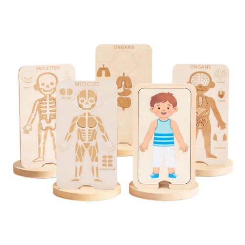 Jeu anatomie corps - d'anatomie, du