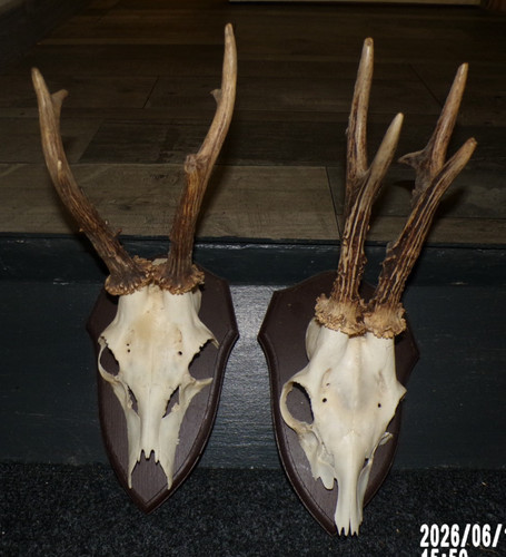 Trophees chasse massacre - trophees,