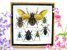 Insectes 3D - exotiques réel