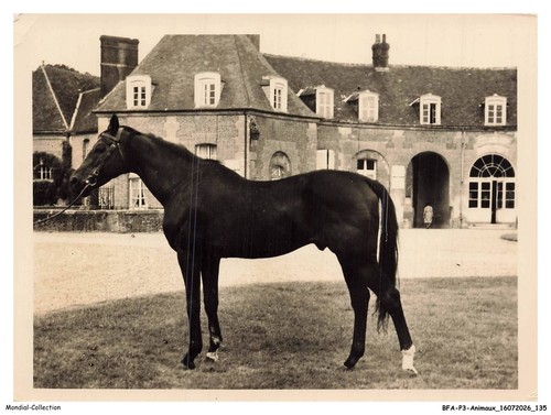 Bfap3 0219 animaux haras du - -,