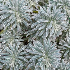 Euphorbia 'Glacier Blue'® -