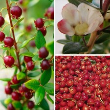 Ugni molinae - Myrte rose parfumé - Goyavier du Chili - Eugenia à fruits rouges
