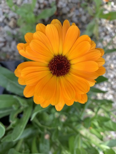 Graines souci calendula - 40, souci🌸calendula