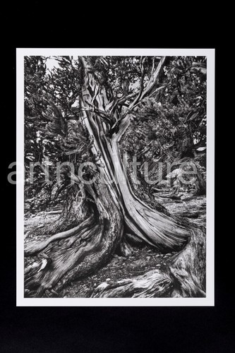 Sebastiao salgado genesis - sebastiao,