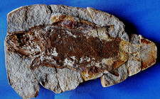 Joli  Pteronisculus  poisson fossile Z32BT fish fossil Eotrias Madagascar NW