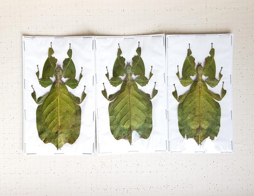 Lot phasmes feuille - lot, x3